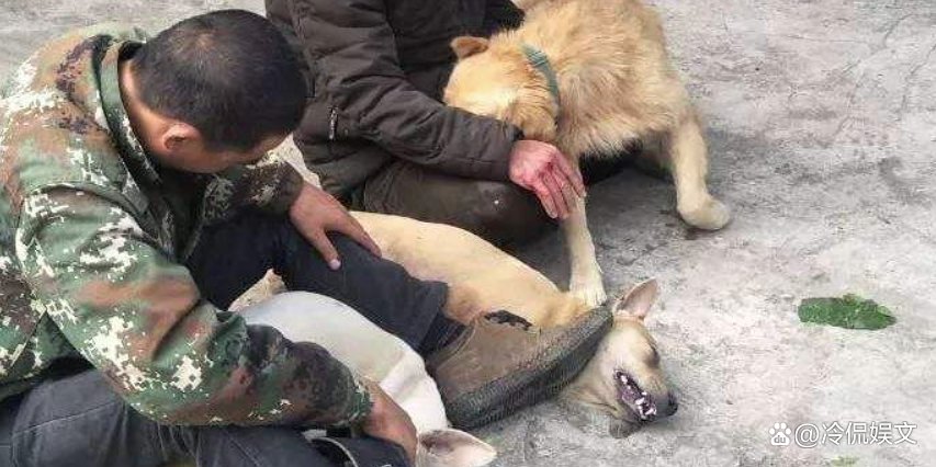 视频曝男子喷不明液体后狗狗迅速死亡,他喷射的液体究竟是什么?