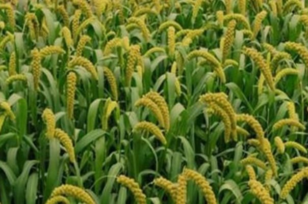 秕糠是什么意思
