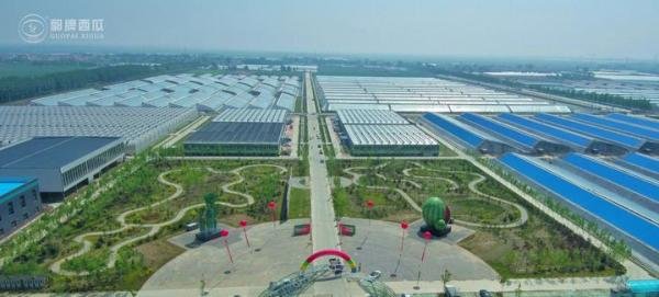 深圳市西瓜价格 新品种西瓜 深圳市礼盒西瓜 西瓜价格 深圳市精品西瓜