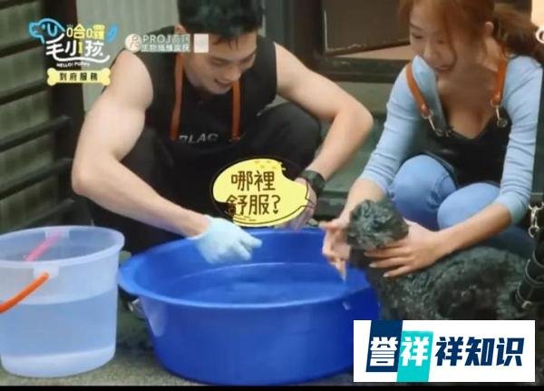 台综艺上郭书瑶给狗洗澡，胸部频繁走光，是故意还是不知情？