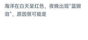 海洋白天呈红色夜晚出现蓝眼泪的原因？神奇海洋