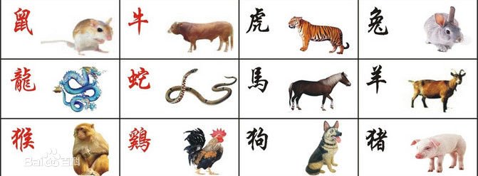 宽打窄用的是什么生肖