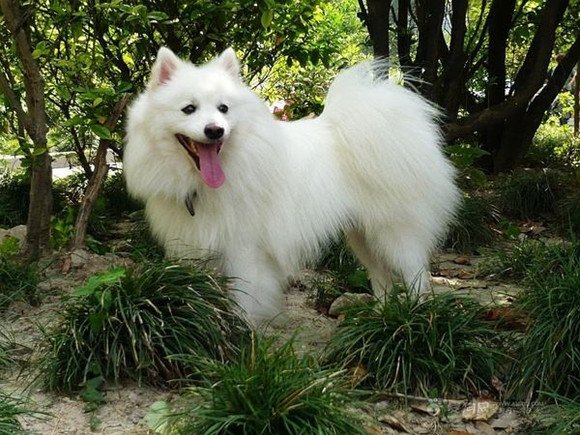 银狐犬发育期该如何喂养？