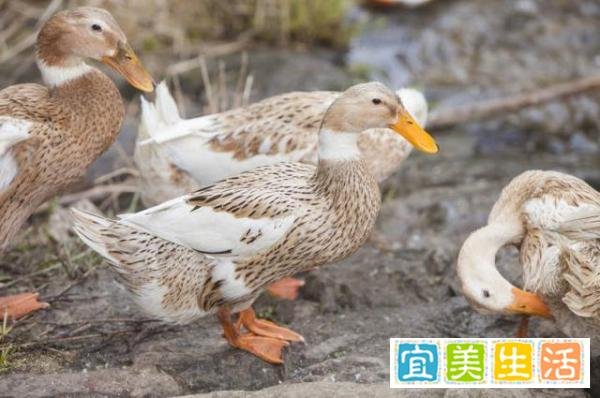 浙江女子围观宰鸭,十天后确诊鹦鹉热,这些人需警惕!