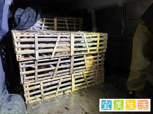 载有950余只猫的运猫车在杭州被拦截救助，今年已有多辆运猫车被拦截