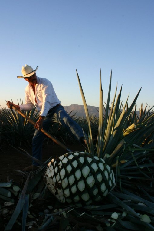 龙舌兰英文tequila