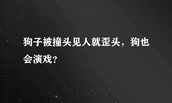 狗子被撞头见人就歪头，狗也会演戏？