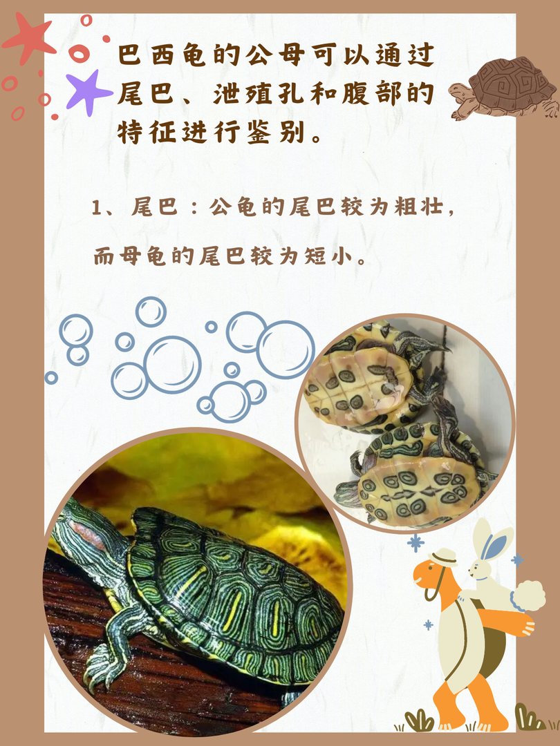 巴西龟怎么分公母