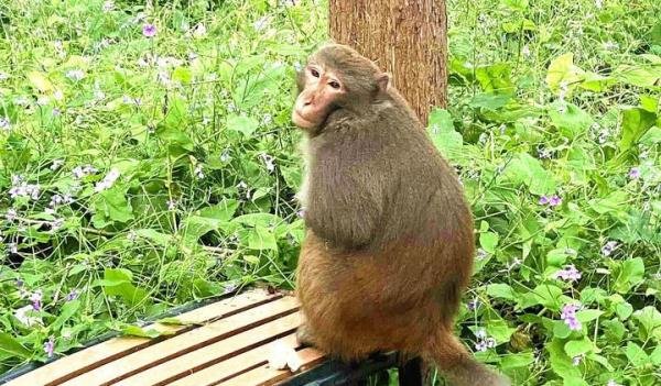 大闹南京的“大圣”被抓获，网友：这次可要给它戴上紧箍咒