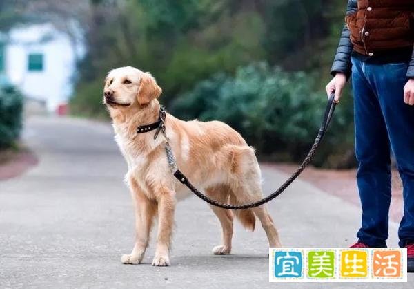金毛扑倒女子事件双方已和解,达成赔偿协议,狗狗正在医院治疗!