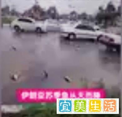 罕见奇观！伊朗天降“鱼雨”，神秘现象“引全球热议”!