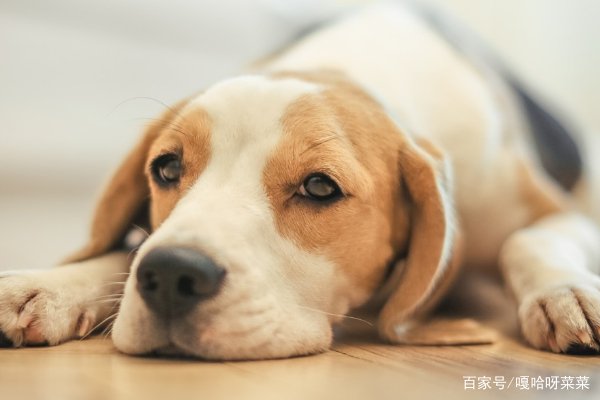 杭州初二女生得狂犬病脑死亡,她被自家狗咬了,为什么不就诊?