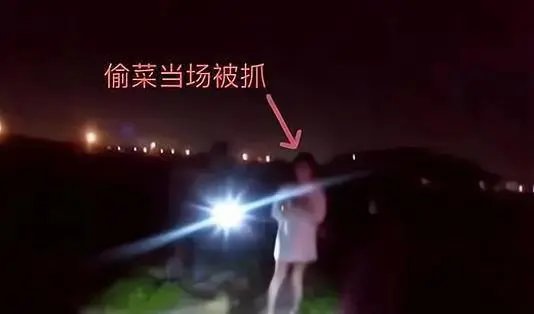浙江4名女子为寻刺激半夜开豪车偷菜,最终是如何被警方找到的?