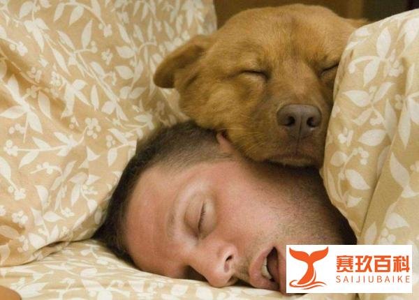 狗狗经常“上你的床”，除了想睡觉，还有这些含义！