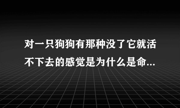 对一只狗狗有那种没了它就活不下去的感觉是为什么是命中注定吗?