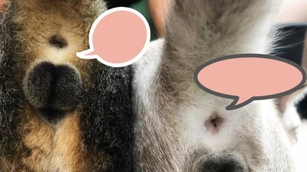 刘昊然买液态屁？噗！来聊聊这点“屁事”