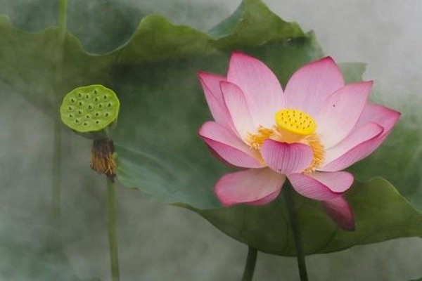 雾里看花是什么意思?