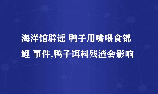 海洋馆辟谣 鸭子用嘴喂食锦鲤 事件,鸭子饵料残渣会影响