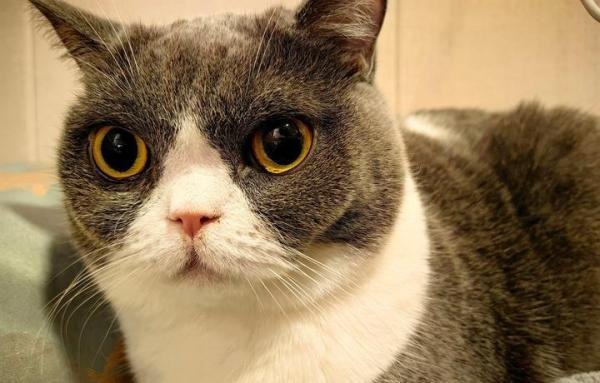猫咪冷知识，你们发现猫咪长时间不眨眼了吗？