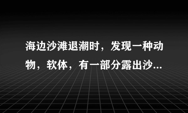 海边沙滩退潮时，发现一种动物，软体，有一部分露出沙土，会发出淡淡的兰光。谁知道是什么动物？