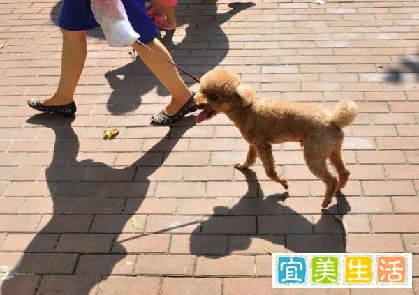 金毛扑倒女子事件双方已和解,达成赔偿协议,狗狗正在医院治疗!