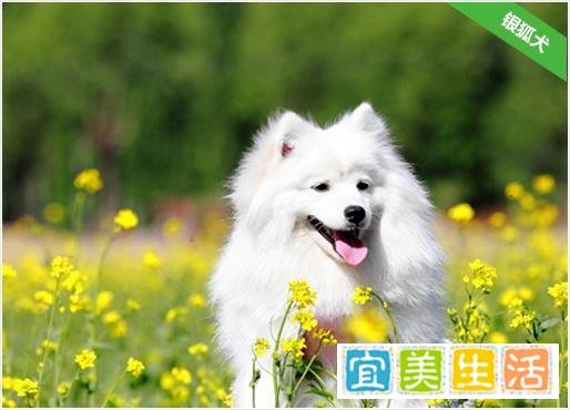 银狐犬价格?好不好养?