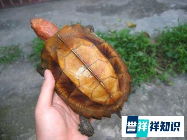 小苗比种龟还贵,这又是什么龟?