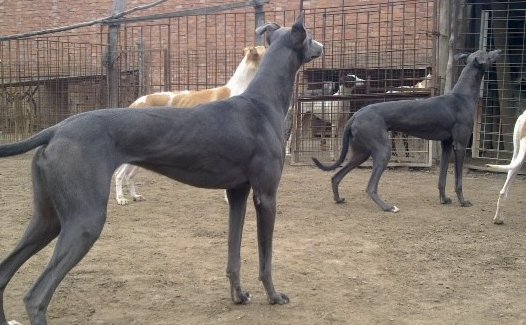 白诺里斯格力犬最好成绩