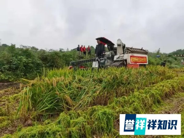 袁隆平团队又破纪录!
