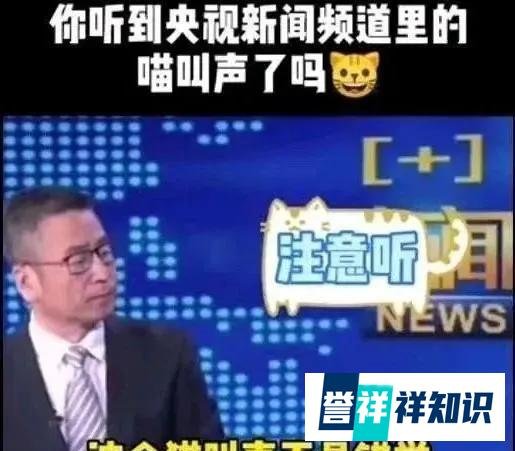央视猫叫上热搜!多档新闻直播出现喵喵声...网友乐了!
