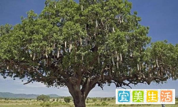 为什么纺锤树可以提供“自来水”？