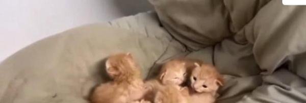 学生返校发现被窝多了一群小奶猫 这是咋情况？