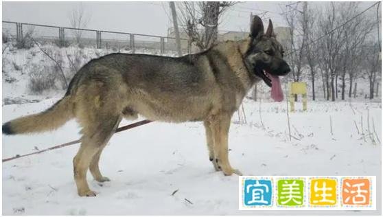 4条狼青犬咬死80多只羊