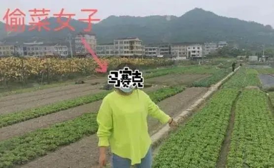 浙江4名女子为寻刺激半夜开豪车偷菜,最终是如何被警方找到的?