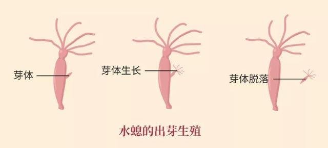 无性繁殖有那么多优势,为什么人类还要选择男女一起繁衍下一代?