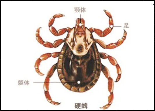 bi'chong蜱虫怎么读
