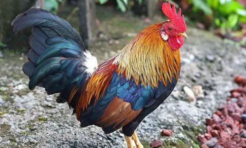 英姿勃勃打一生肖是什么动物