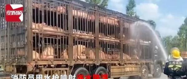 高速上300头猪中暑,消防员为其浇水续命