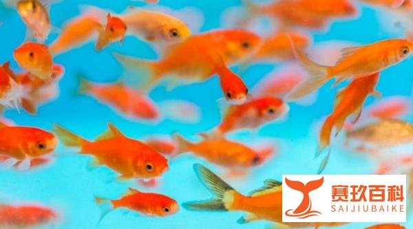 心疼!男子3年养死500多条宠物鱼,只为了一句对孩子的承诺