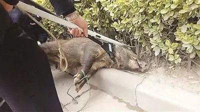 江苏镇江一头野猪强闯小区，被卡在大门栅栏之间，这野猪从何而来？