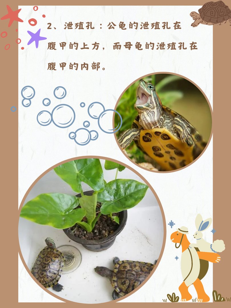 巴西龟怎么分公母