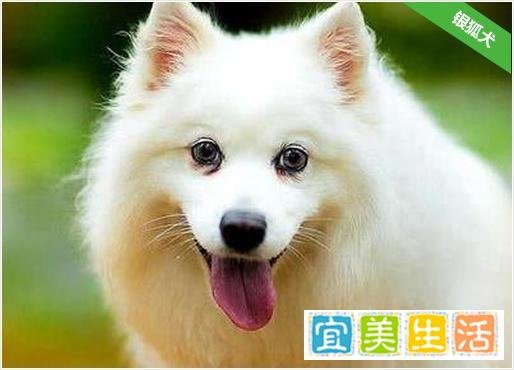 银狐犬价格?好不好养?