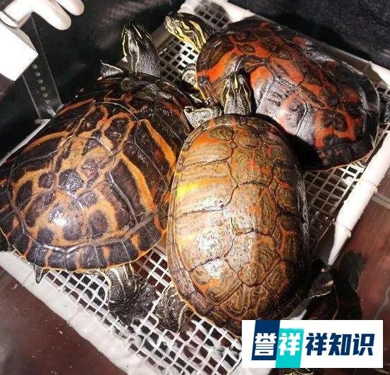 小苗比种龟还贵,这又是什么龟?