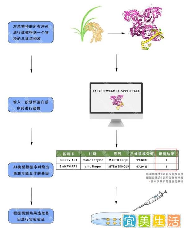 AI模型分析蛋白只知道AlphaFold? 瑞源自主研发AI-PPI模型以超60%准确度预测蛋白互作信息
