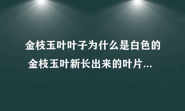 金枝玉叶叶子为什么是白色的 金枝玉叶新长出来的叶片是白色的
