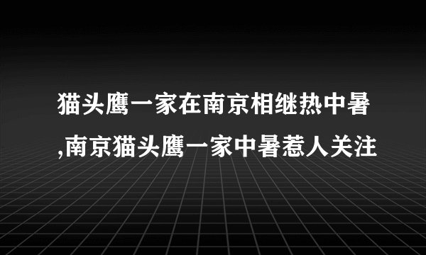 猫头鹰一家在南京相继热中暑,南京猫头鹰一家中暑惹人关注