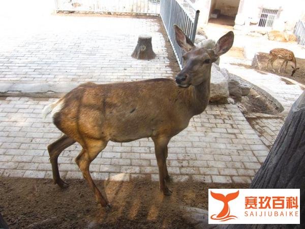 Suya 亲民学派女团/魅力相反相成~河劲驼+雪绵䍸