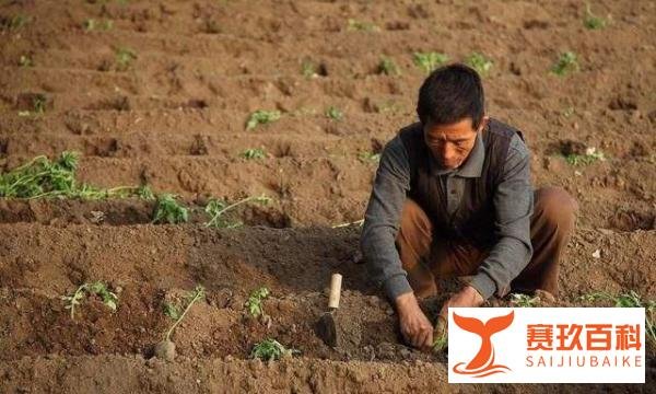 向种粮农民发 100 亿元补贴，农民喜欢么？