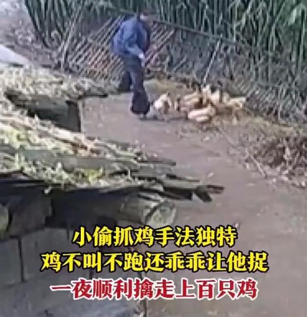 6户人家100多只鸡半夜被偷1声未叫 网友：偷鸡摸狗也是一门学问