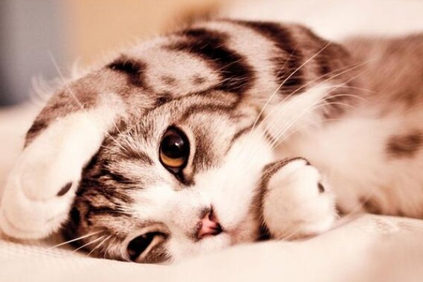 猫咪绝育后半夜偷偷放屁踢主人脸,给猫咪做绝育真的好吗?